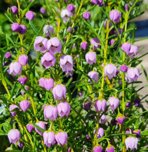 Hello Hello Plants Boronia megastigma ‘Blue Waves’ PBR Flowers 2