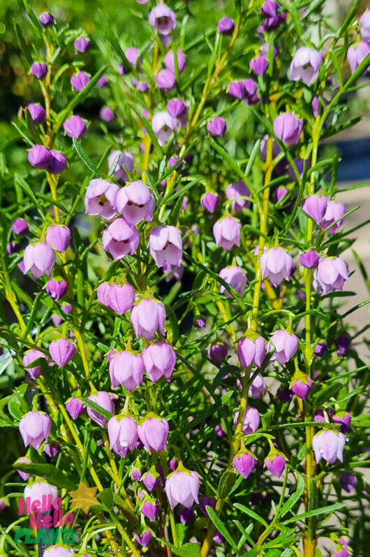 Hello Hello Plants Boronia megastigma ‘Blue Waves’ PBR Flowers