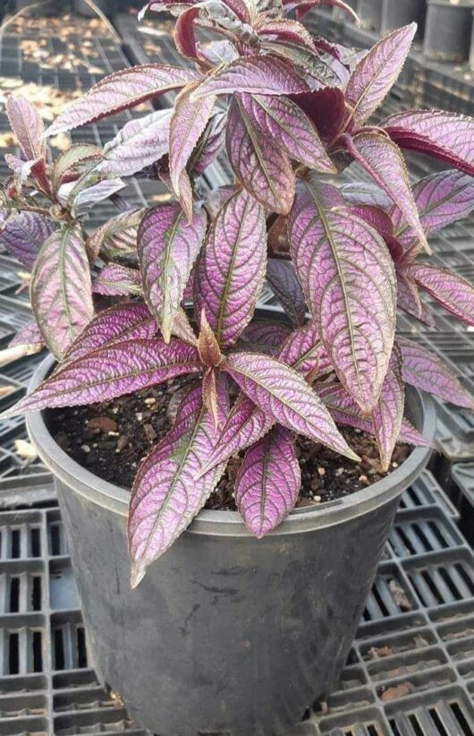 Strobilanthes 'Persian Shield' 8" Pot