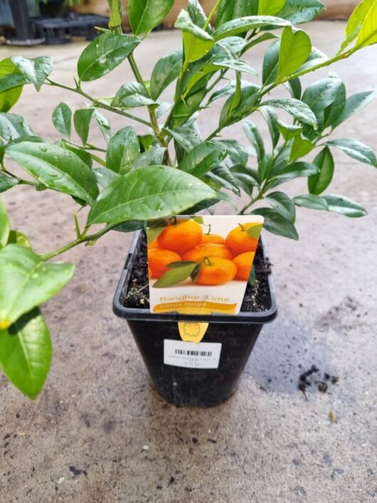 Citrus 'Rangpur Lime' 2L Pot