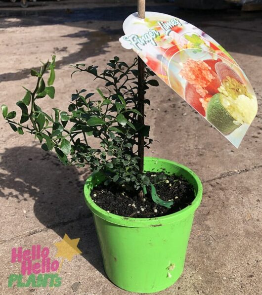Hello Hello Plants Nursery Melbourne Victoria Australia Citrus australasica ‘Pink Ice’ Finger Lime 5in Pot