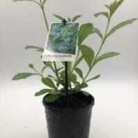 Clerodendron 'Blue Butterfly Bush' 6" Pot