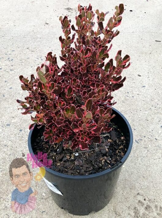 Hello Hello Plants Coprosma 'Pacific Sunrise' 8 inch