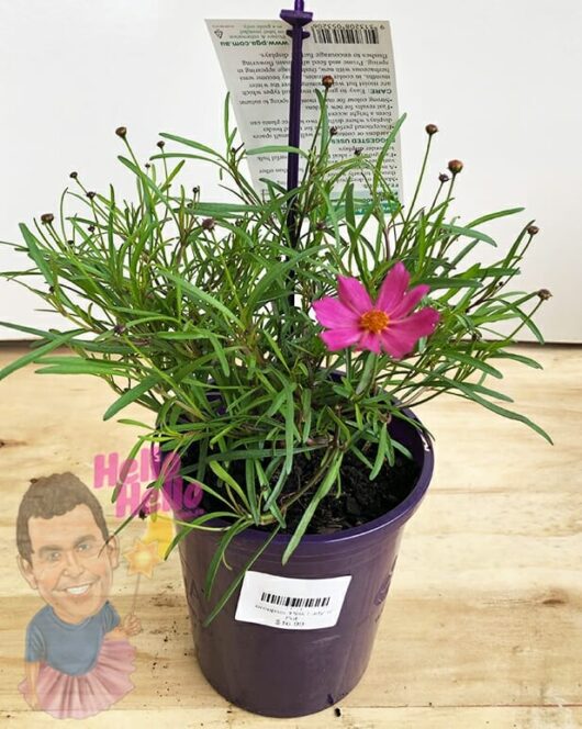 Coreopsis 'Pink Lady' 6" Pot