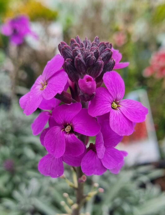 Hello Hello Plants Erysimum ‘Bowles Me Away’ Wallflower flower closeup