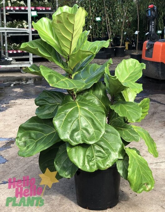 Hello Hello Plants Nursery Melbourne Victoria Australia Ficus Lyrata 'Fiddle-Leaf Fig' 12in Pot