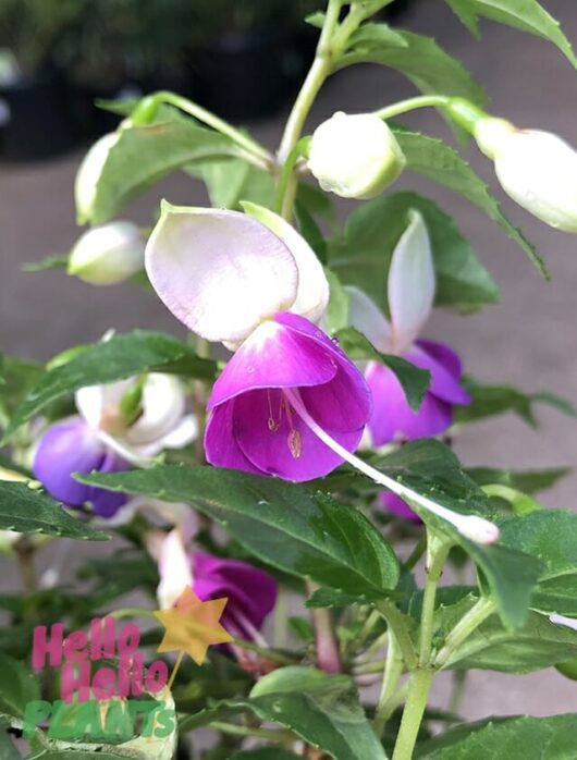 Fuchsia Fuchsita® 'Blush Violet' 6" Pot