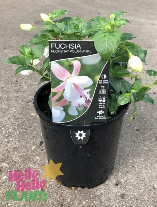Fuchsia Fuchsita®'Polar White' 6" Pot