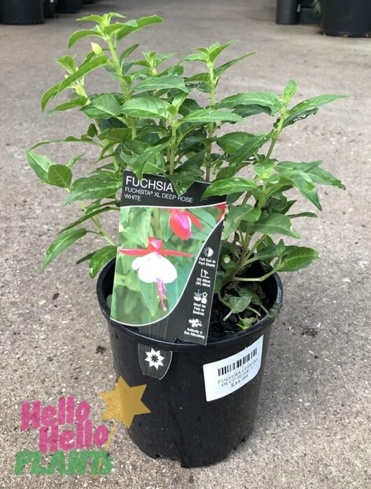 Fuchsia Fuchsita® 'Deep Rose White' 6" Pot