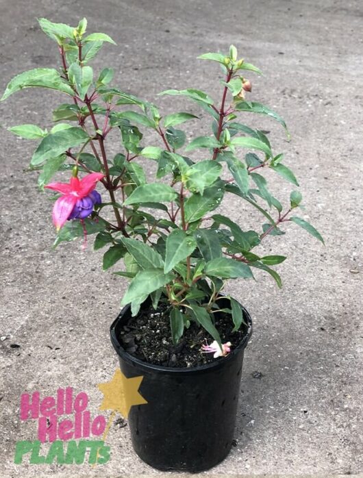 Hello Hello Plants Nursery Melbourne Victoria Australia Fuchsia magellanica Charm Rose Purple 6in Pot