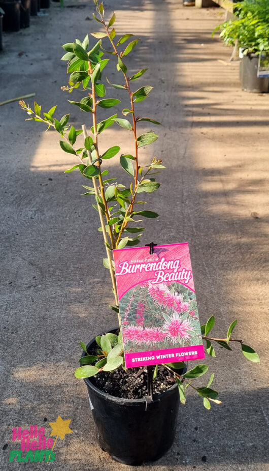 Hello Hello Plants Hakea crassivernia ‘Burrendong Beauty’ 6in Pot