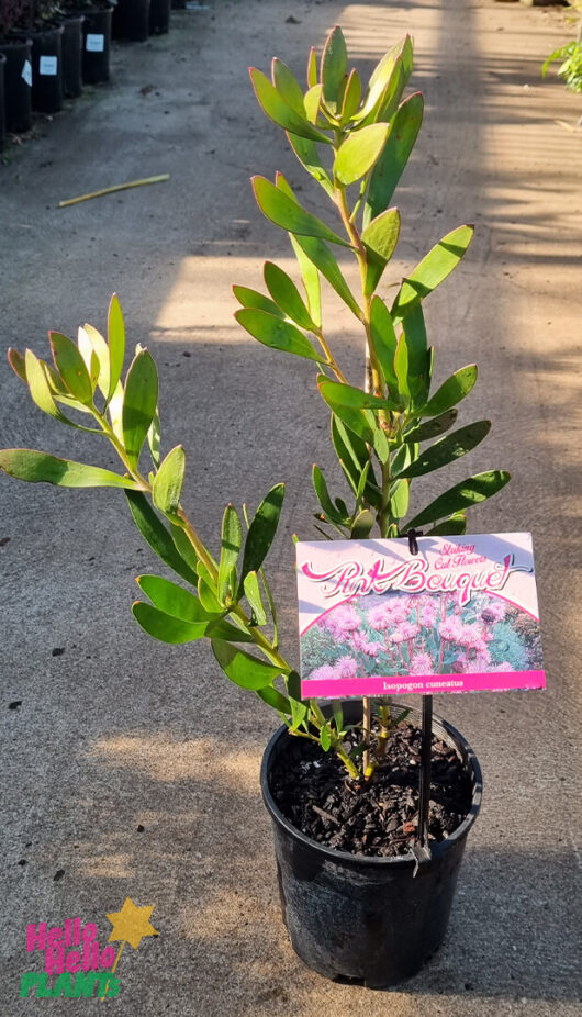 Isopogon 'Pink Bouquet' Coneflower 6" Pot