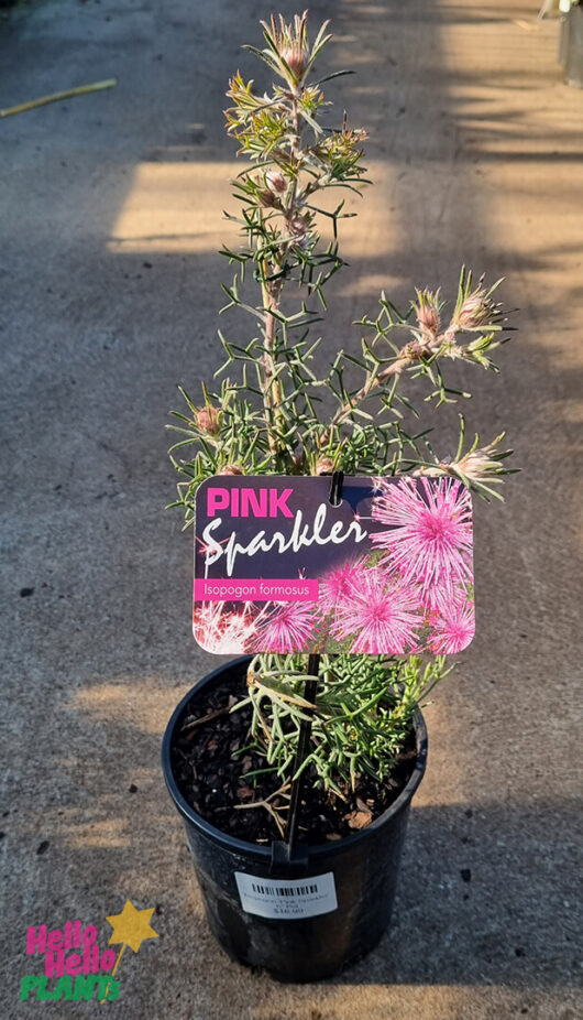 Hello Hello Plants Isopogon formosa ‘Pink Sparkler’ 6in Pot