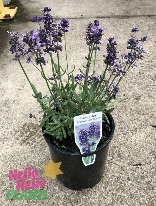 Hello Hello Plants Nursery Melbourne Victoria Australia Lavandula angustifolia Aromatico Blue Lavender 14cm Pot