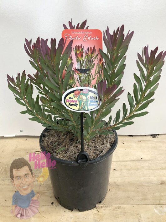 Leucadendron �Devil�s Blush� 8&quot; Pot Hello Hello Plants