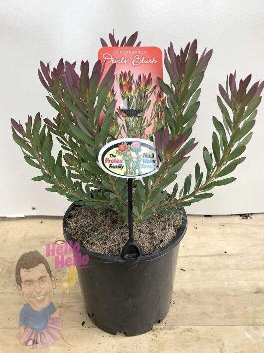 Hello Hello Plants Nursery Melbourne Victoria AustraliaLeucadendron salignum ‘Devil’s Blush’ native plant pot