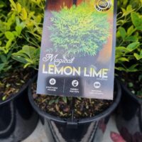 Nandina 'Lemon Lime'