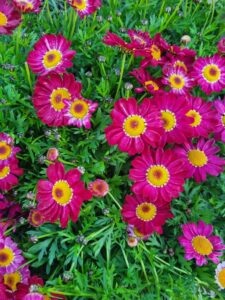 Argyranthemum frutescens Angelic Burgundy Marguerite Daisy Burgundy flowers cottage flowering shrub green foliage