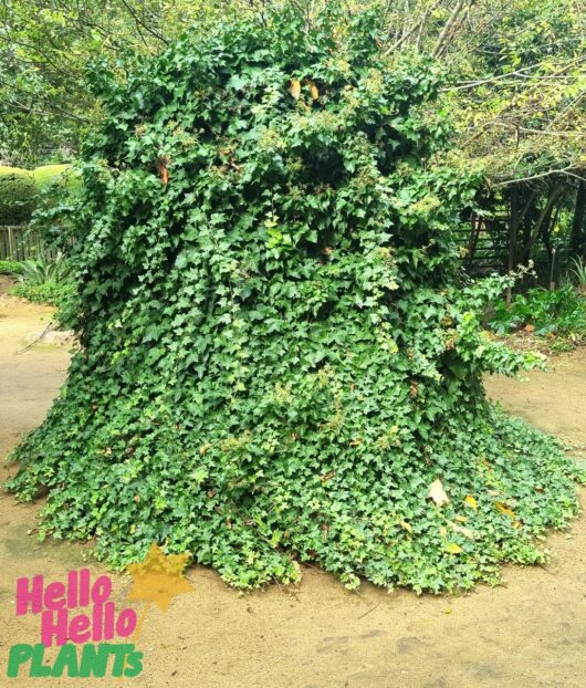 Hedera 'Pittsburgh' Ivy