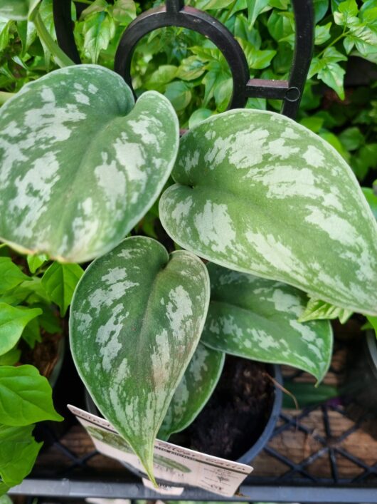 Epipremnum 'Silver Satin' Devil's Ivy
