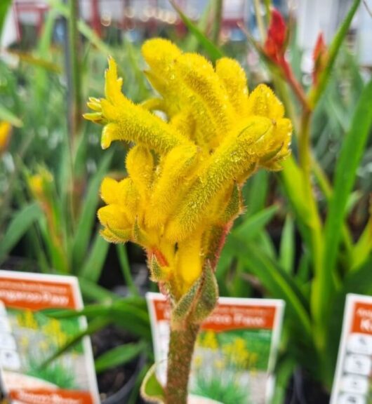 Anigozanthos 'Bush Bonanza™' Kangaroo Paw 6" Pot