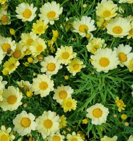 Argyranthemum 'Angelic™ Lemon Pastel' Daisy