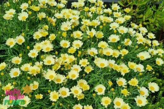 Argyranthemum 'Angelic™ Lemon Pastel' Daisy