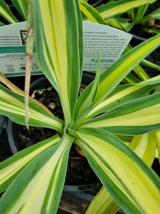 Beschorneria 'Reality' PBR Mexican Lily 8" Pot