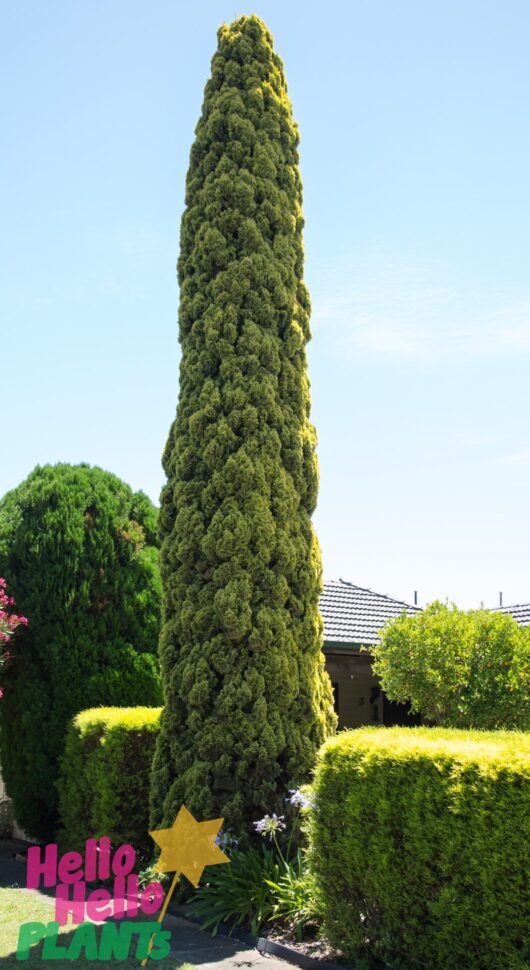 Cupressus 'Swanes Gold' Conifer 8" Pot