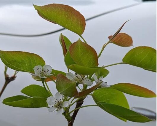 Pyrus communis Nashi Chojuro fruiting pear