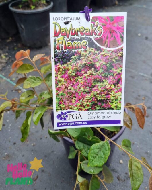 Loropetalum 'Daybreak Flame' 6" Pot