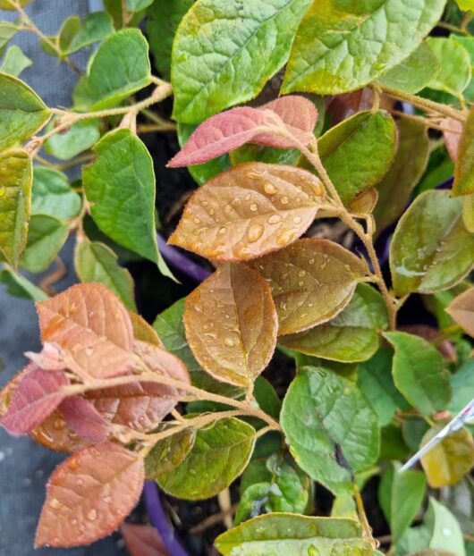 Loropetalum 'Daybreak Flame' 6" Pot