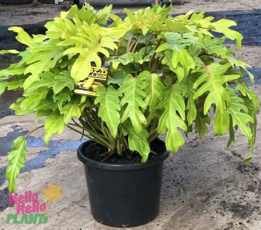 Hello Hello Plants Nursery Melbourne Victoria Australia Philodendron Xanadu Gold Bullion 30/33cm Pot