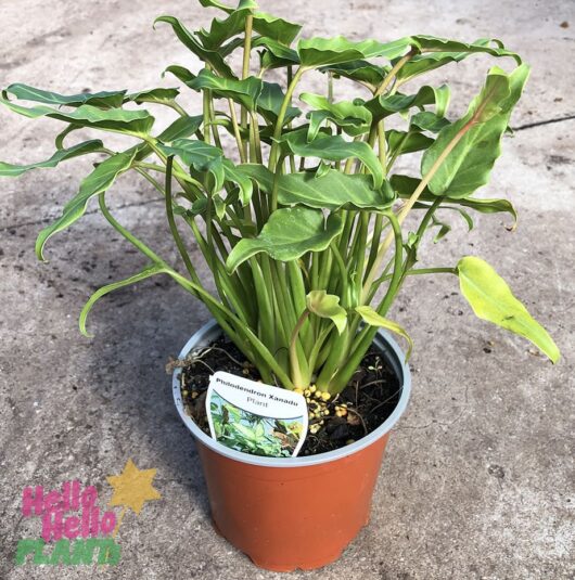 Hello Hello Plants Nursery Melbourne Victoria Australia Philodendron Xanadu 15cm pot