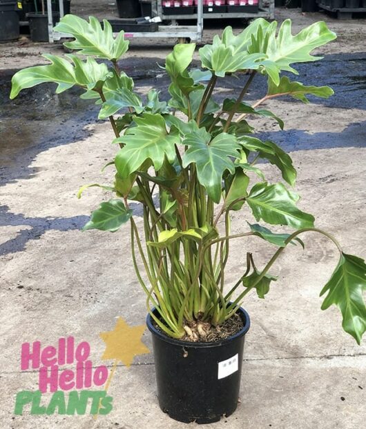 Hello Hello Plants Nursery Melbourne Victoria Australia Philodendron Xanadu 20cm pot