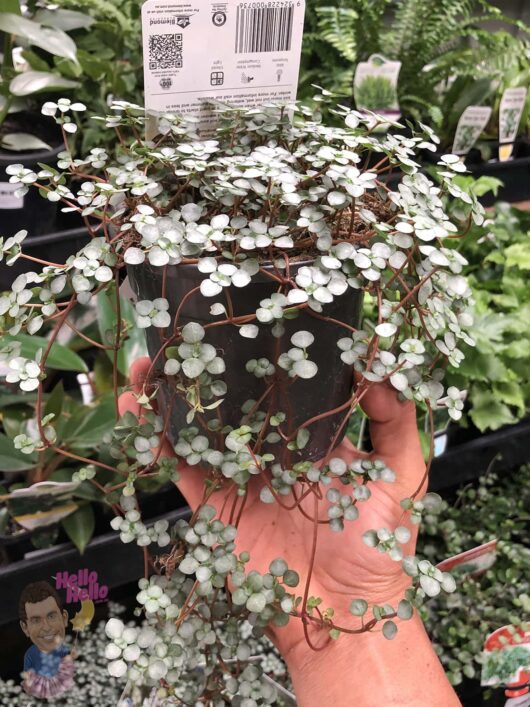 Pilea 'Silver Sprinkles' 5" Pot