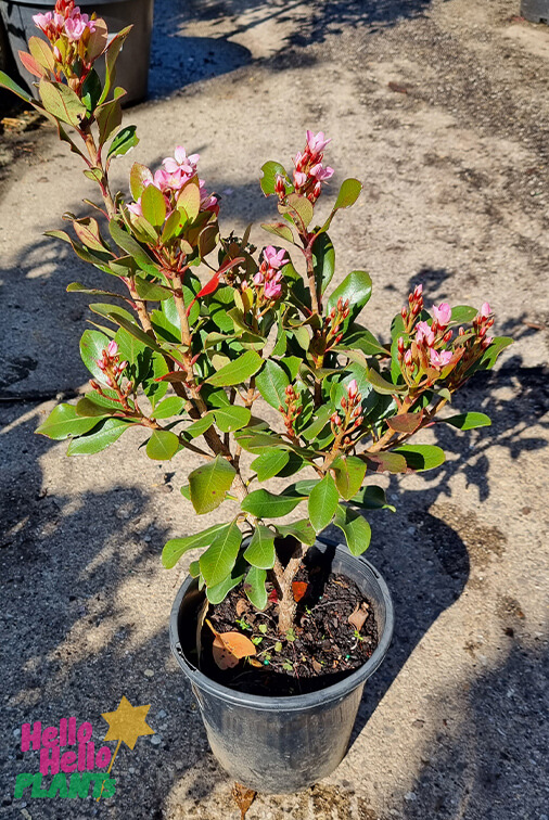 Hello Hello Plants Rhaphiolepis 'Oriental Pink™' Indian Hawthorn 8in Pot