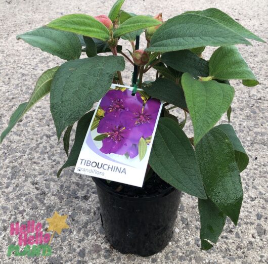 Hello Hello Plants Tibouchina Grandiflora ‘Lasiandra’ 6″ Pot Princess Flower Glory bush
