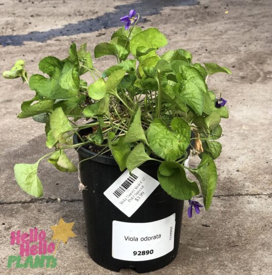 Hello Hello plants Nursery Melbourne Victoria Australia Viola odorata Sweet Violet 14cm Pot