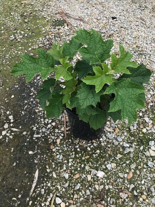 Hydrangea 'Ruby Slippers' 8" Pot
