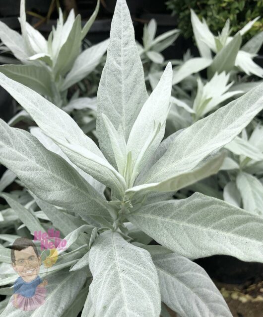 Artemisia 'Valerie Finnis' 8" Pot