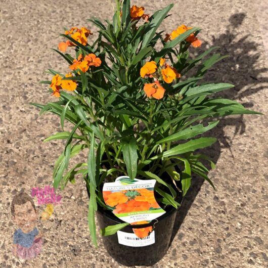 Hello hello plants Erysimum Apricot Twist Wallflower Cheiranthus