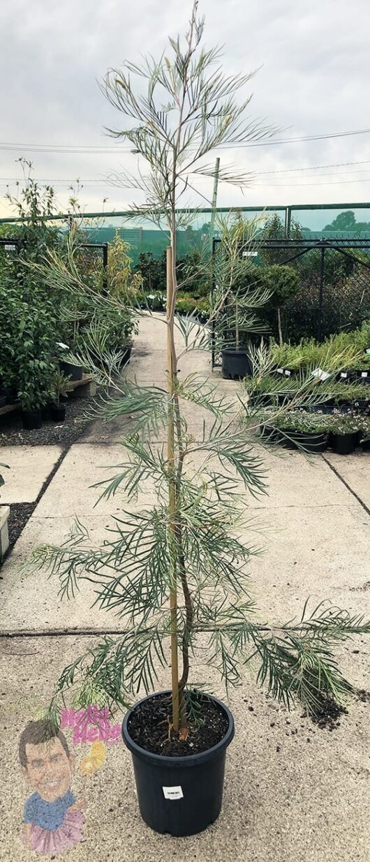 Hello hello plants Grevillea Moonlight 12