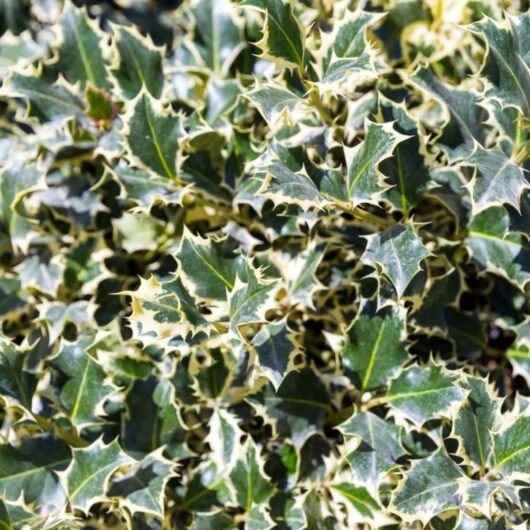 Ilex 'Silver Queen' Holly 8" Pot