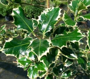 A close-up captures the striking beauty of Ilex 'Silver Queen' Holly, showcasing its glossy green leaves with cream-colored edges and sharp, spiky points.