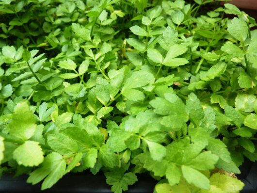 Cress 'Lebanese' 4" Pot