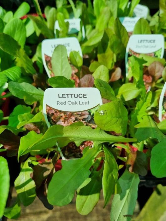 Lettuce 'Oakleaf Red' 3" Pot
