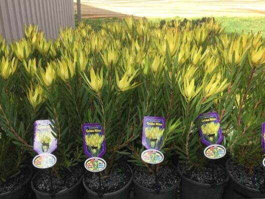 Leucadendron 'Golden Mitre' 6" Pot