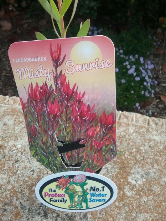 Leucadendron 'Misty Sunrise' 8" Pot