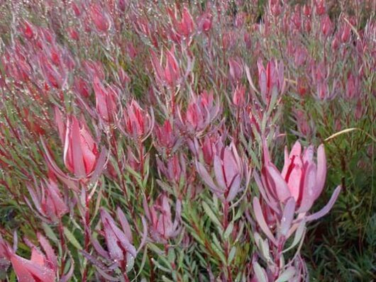 Leucadendron 'Red Countess' 6" Pot